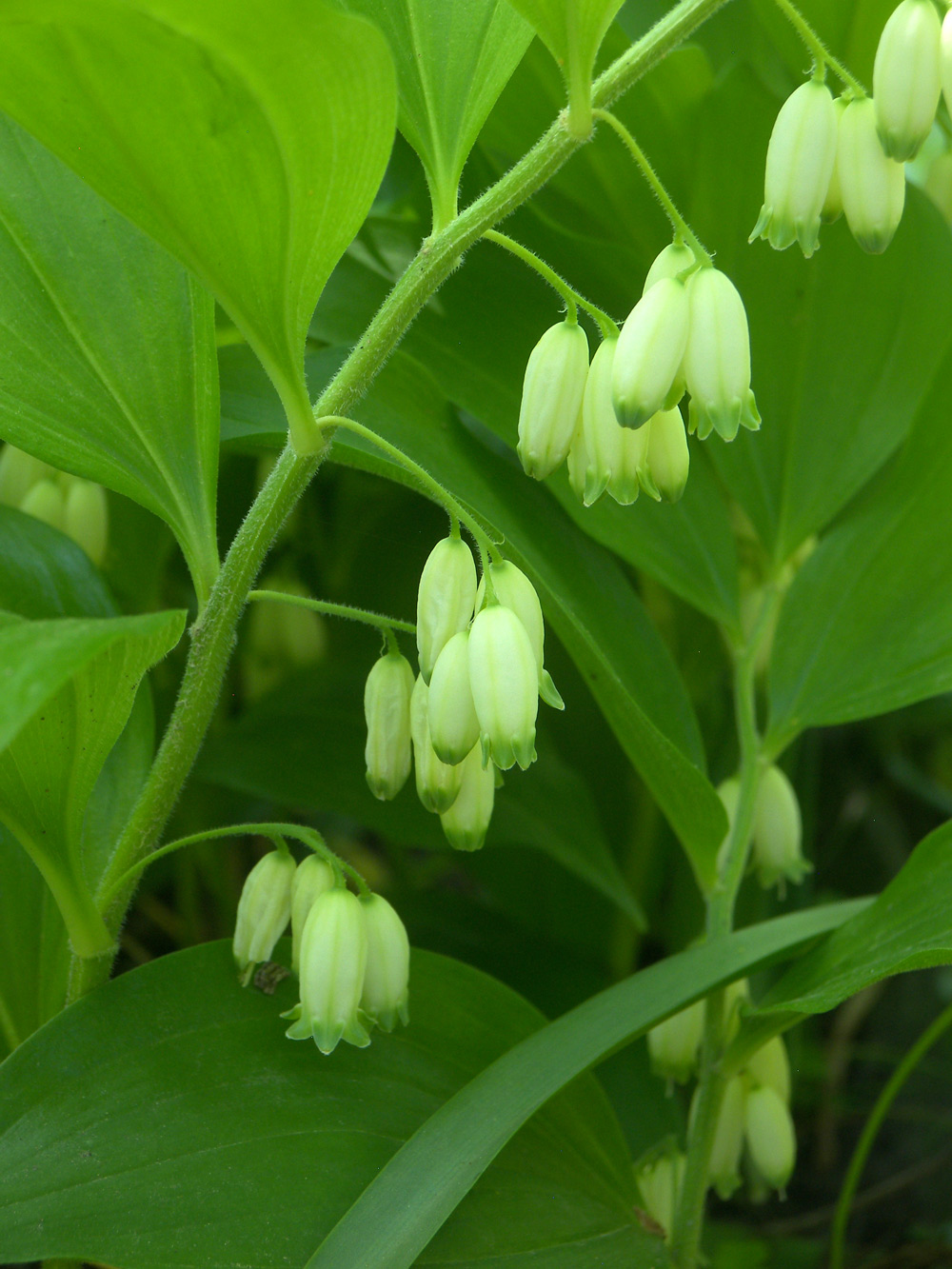 Image of Polygonatum hirtum specimen.