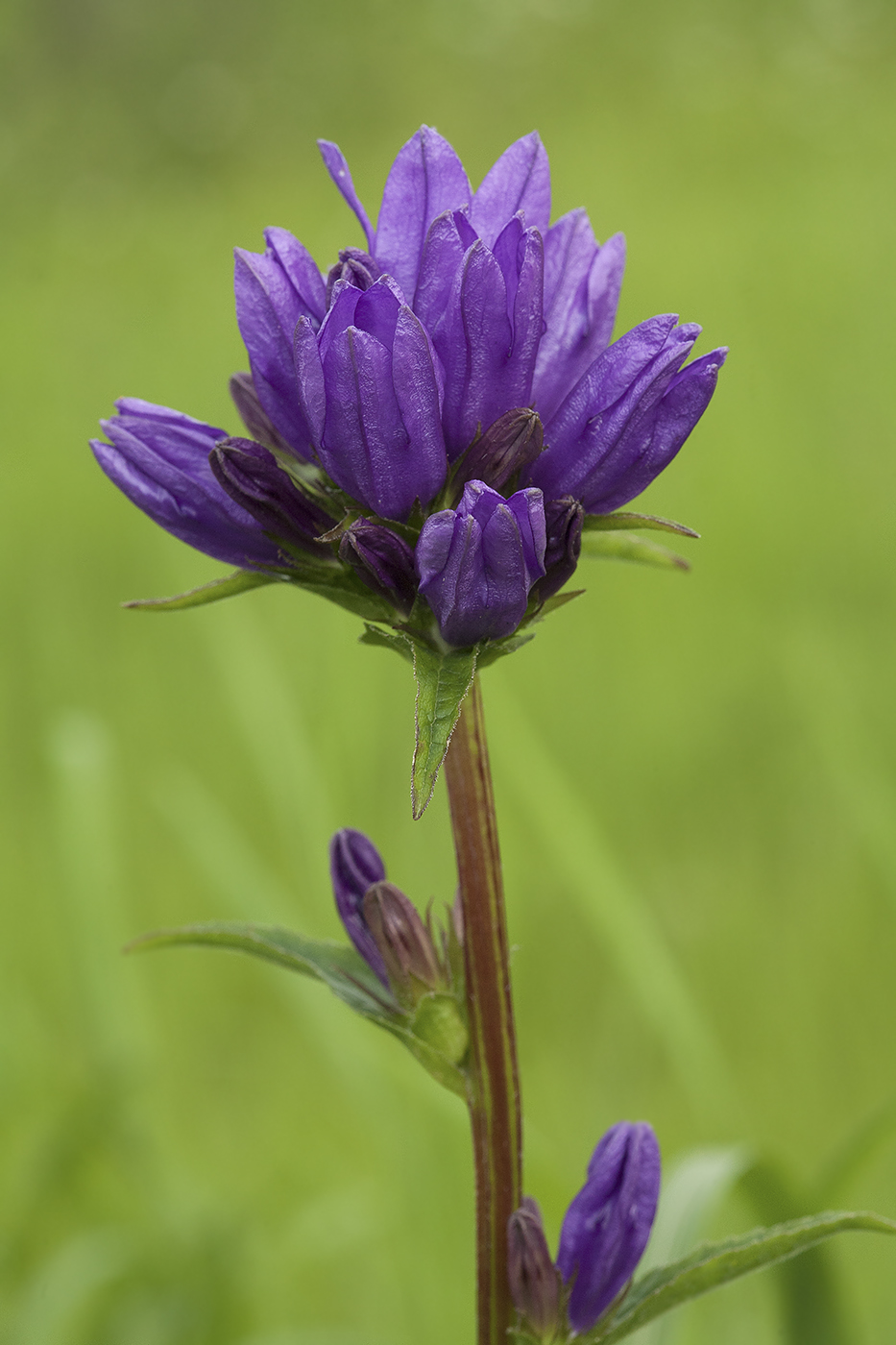 Изображение особи Campanula glomerata.