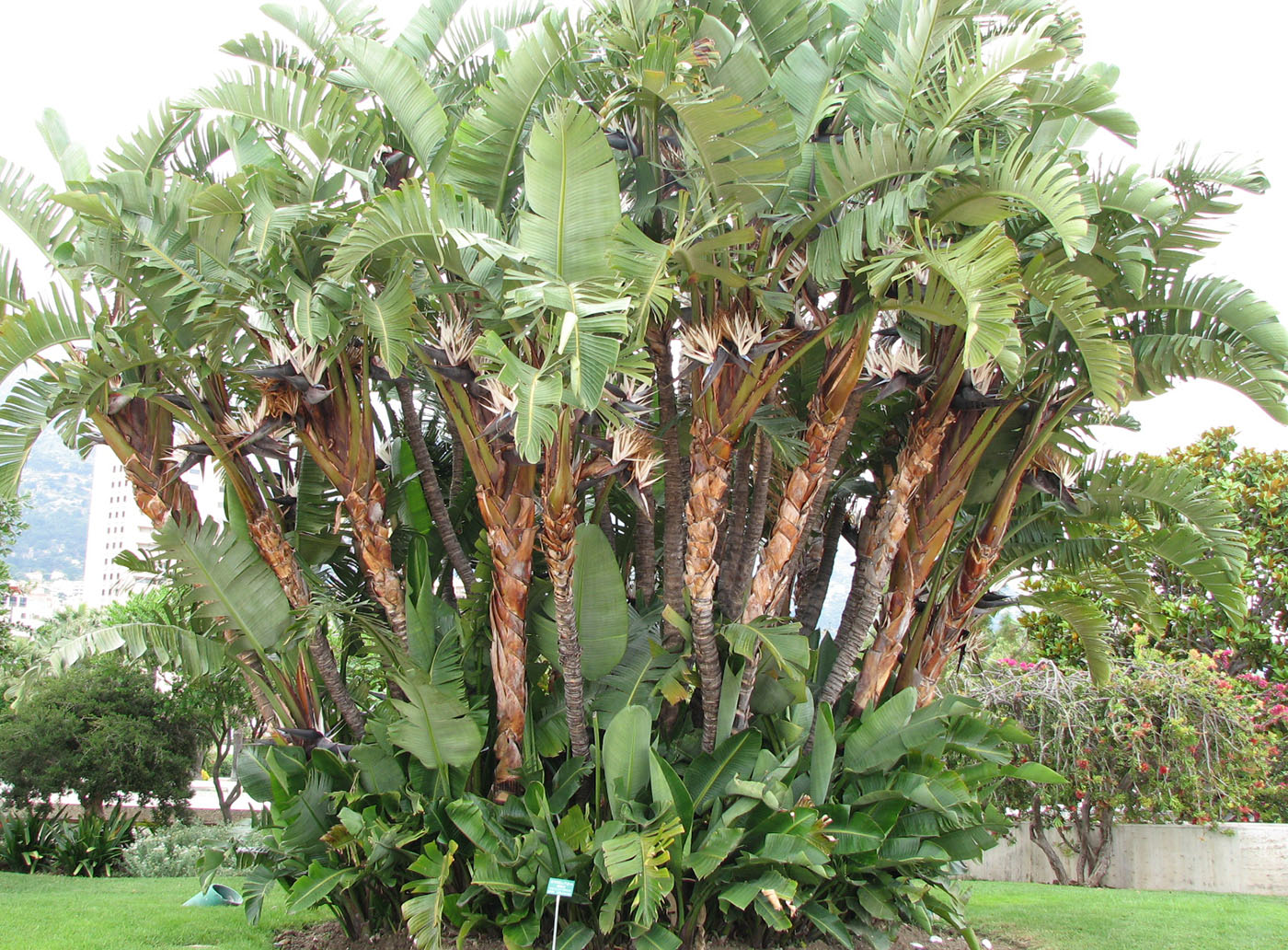 Image of Strelitzia nicolai specimen.