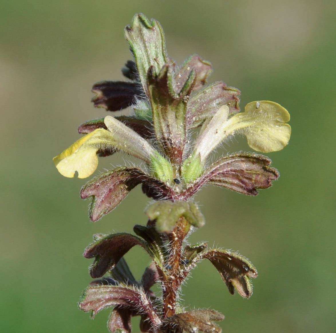 Image of Ajuga chamaepitys ssp. cypria specimen.