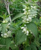 Lamium turkestanicum. Верхушки цветущих растений. Кыргызстан, Чуйская обл., Аламединское ущелье, окр. сан. Теплый Ключ, правобережный склон. 22.05.2019.