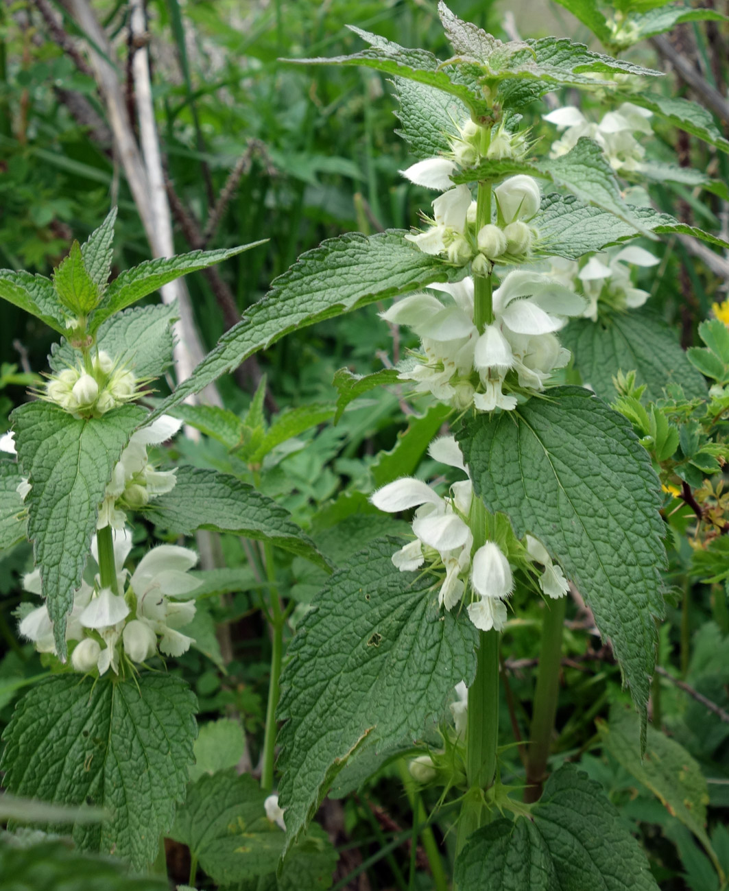 Изображение особи Lamium turkestanicum.