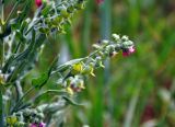Cynoglossum officinale