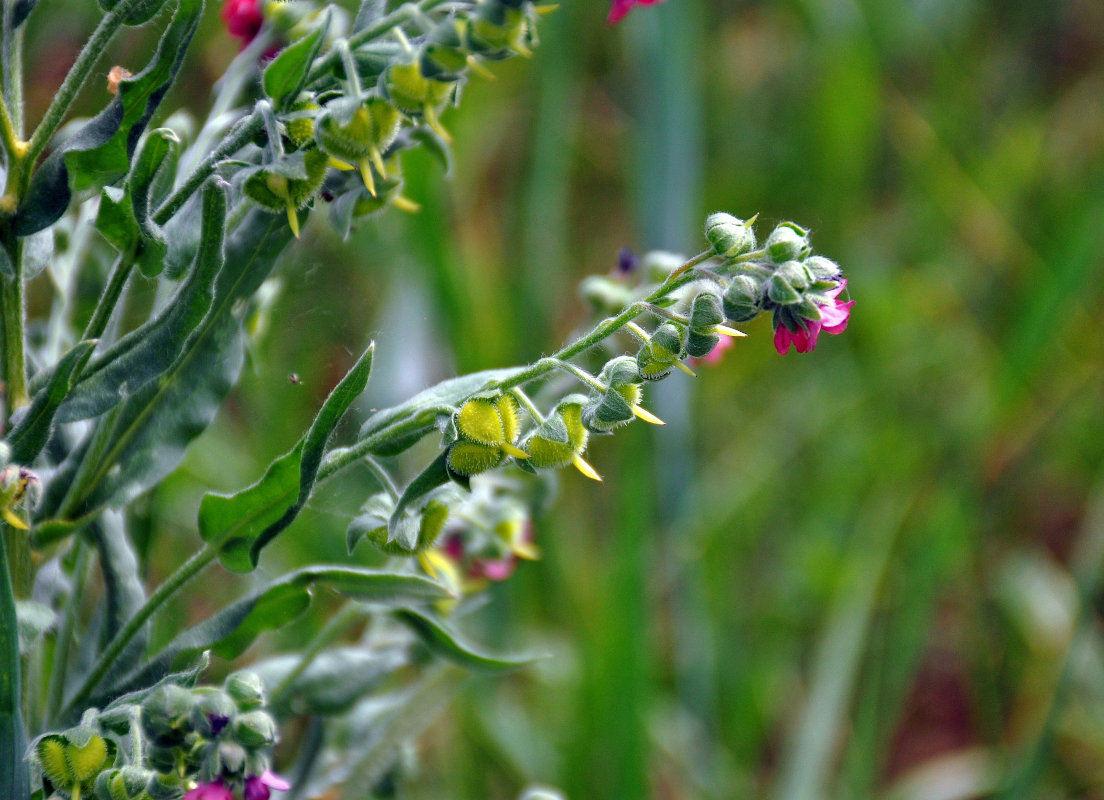 Изображение особи Cynoglossum officinale.