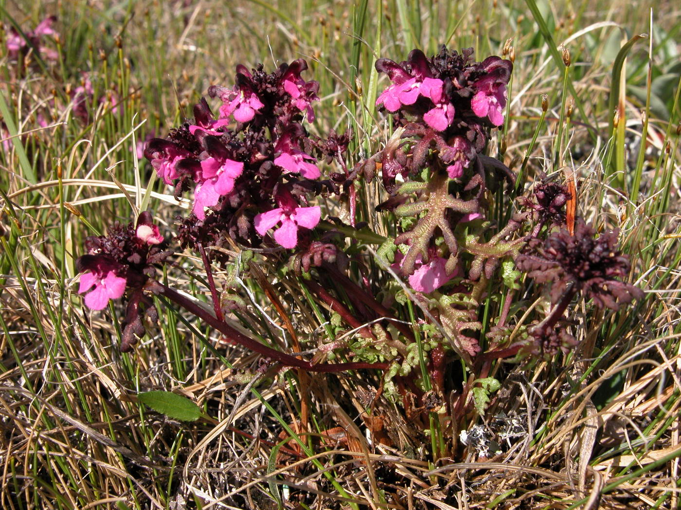 Изображение особи Pedicularis pennellii.