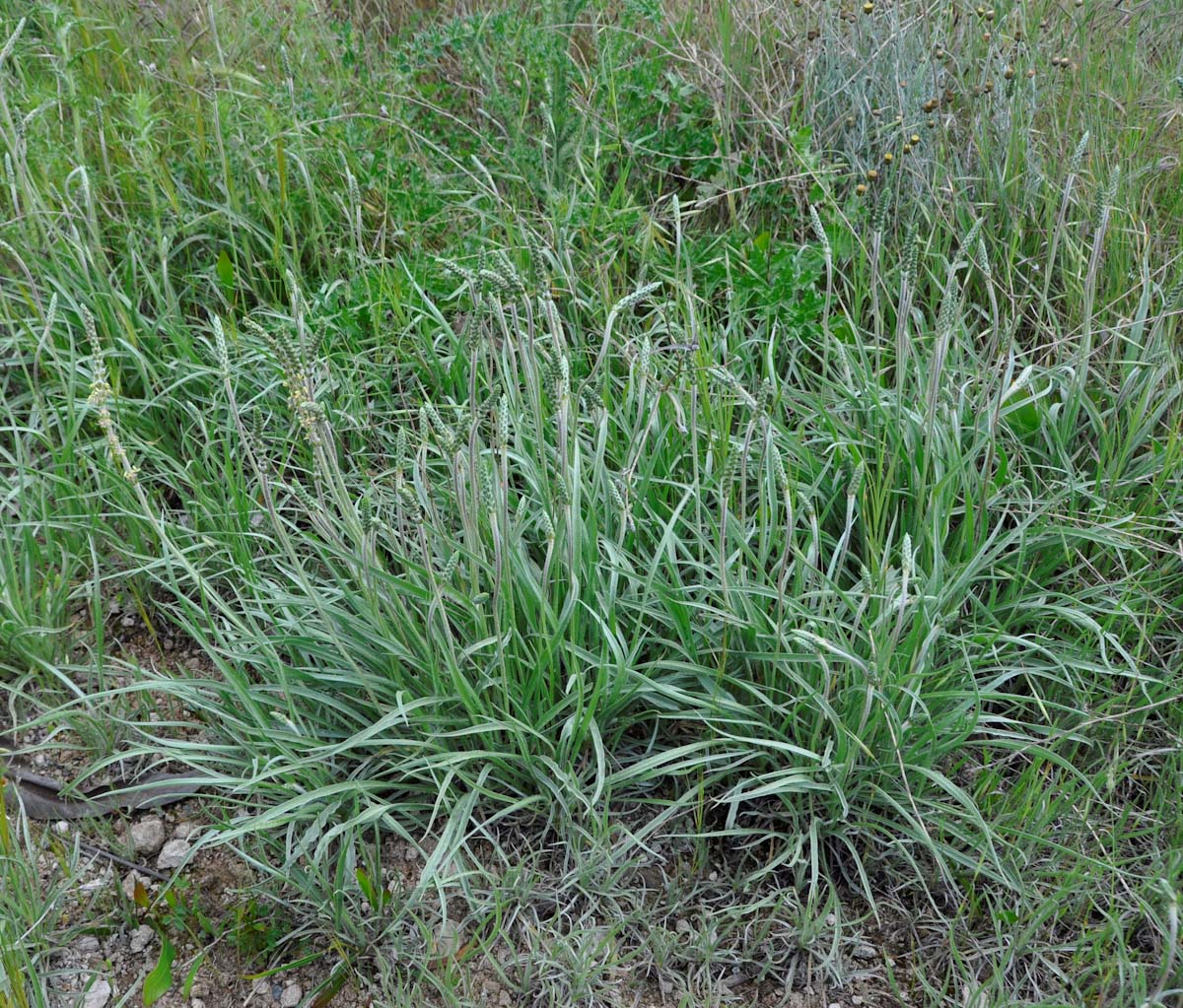 Изображение особи Plantago albicans.