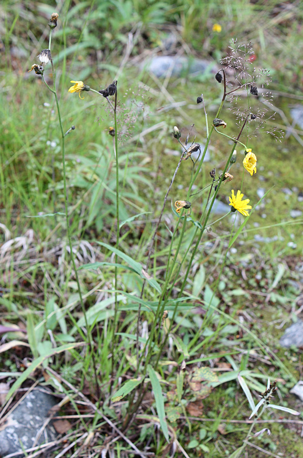 Изображение особи Hieracium dolabratum.