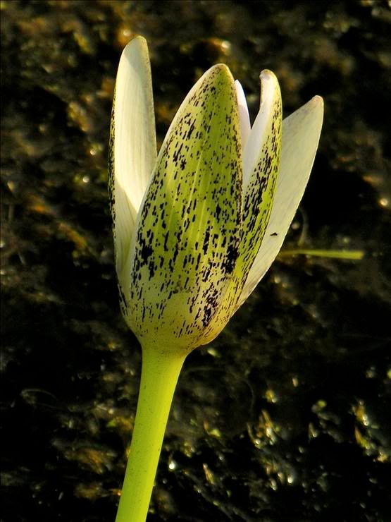 Image of Nymphaea nouchali var. caerulea specimen.