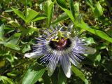 Passiflora caerulea