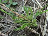 Thesium ramosum