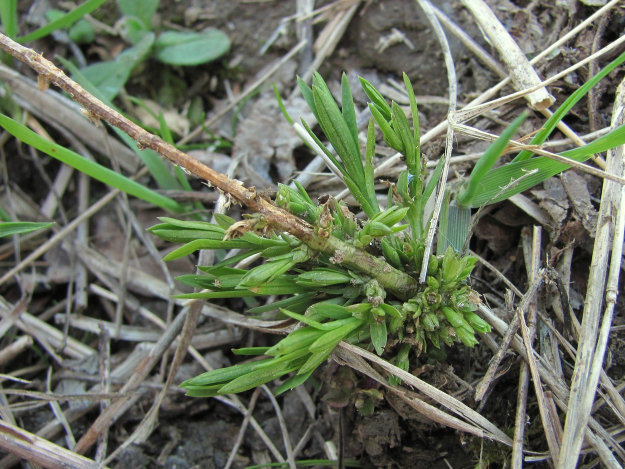 Изображение особи Thesium ramosum.