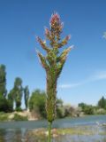 Polypogon fugax