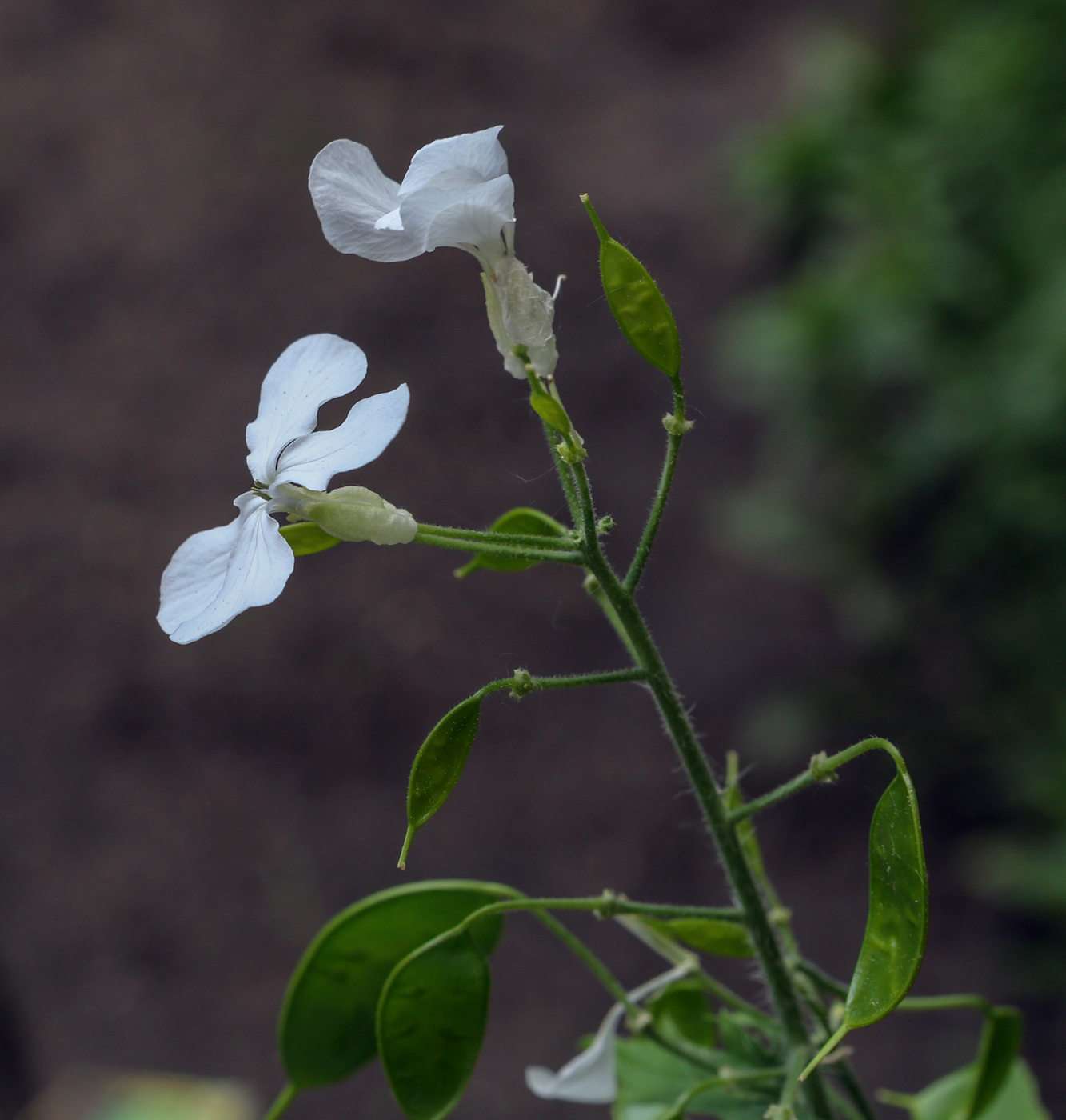 Изображение особи Lunaria annua.