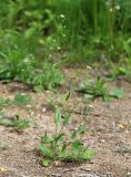 Capsella bursa-pastoris