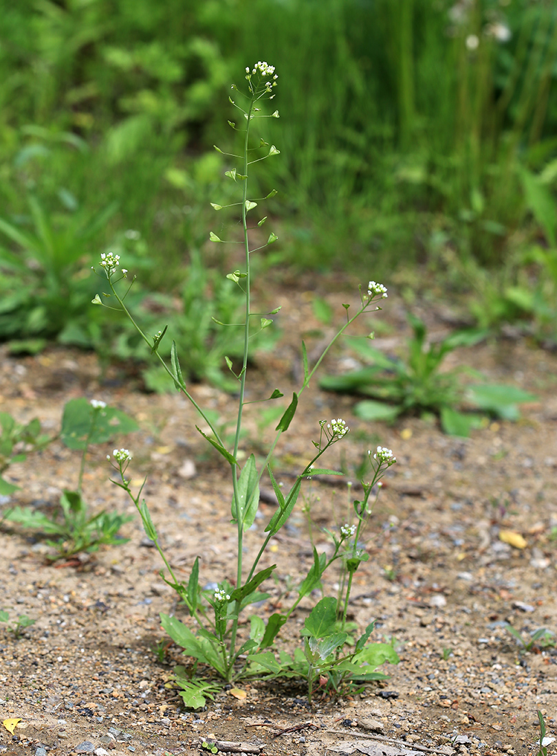 Image of Capsella bursa-pastoris specimen.