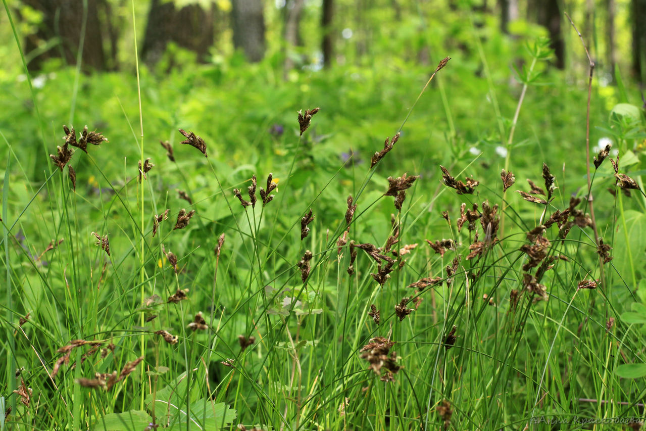 Изображение особи Carex praecox.