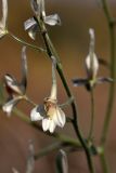 Delphinium camptocarpum. Часть соцветия. Пустыня Кызылкум. 02.05.2010.