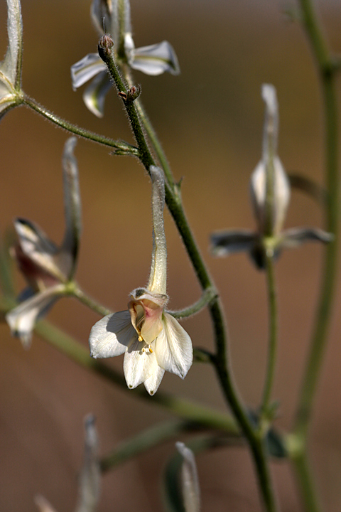 Image of Delphinium camptocarpum specimen.