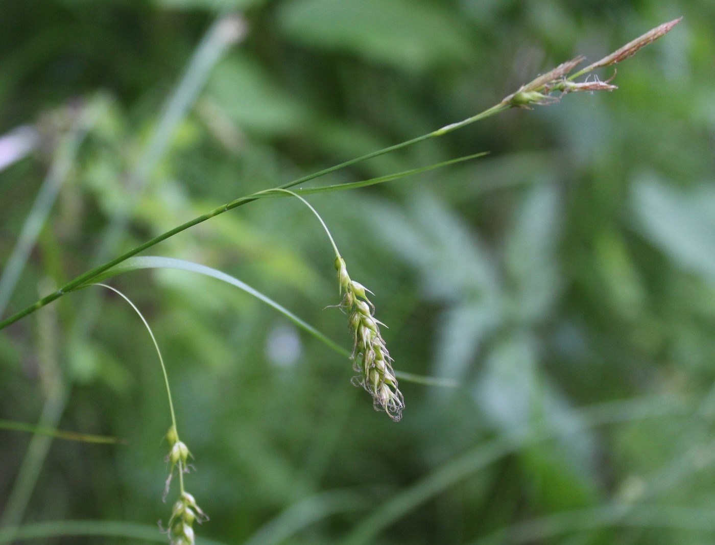 Image of Carex arnellii specimen.