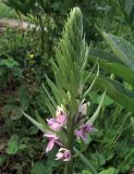 Dactylorhiza sajanensis