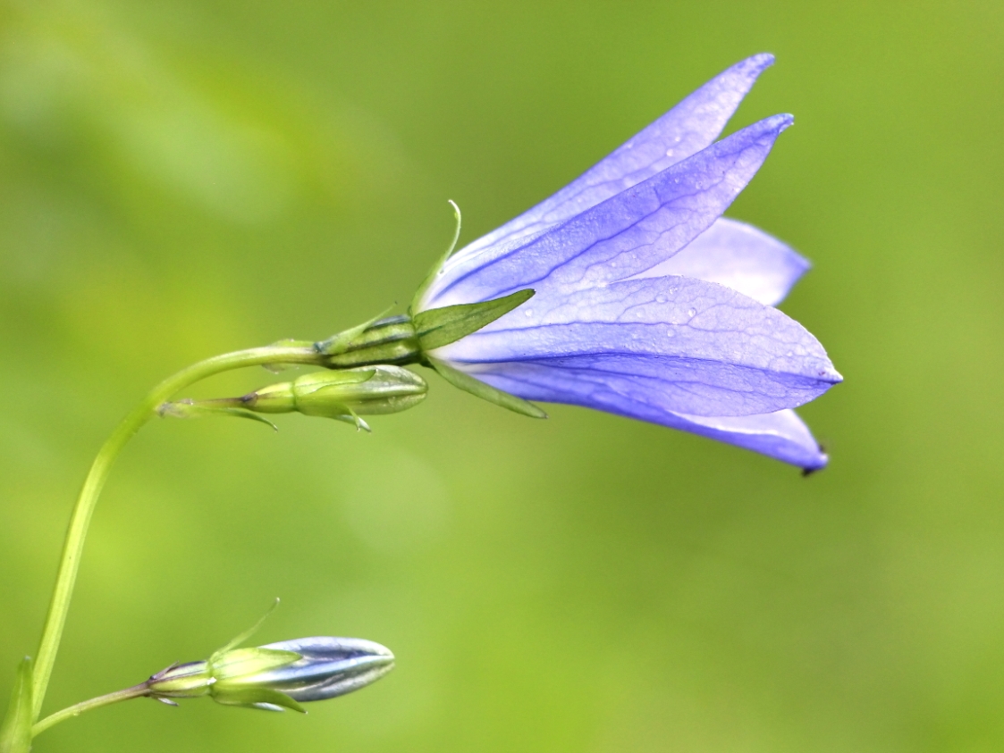 Image of Campanula turczaninovii specimen.