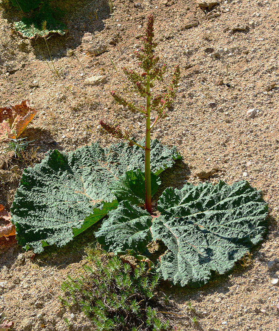 Image of Rheum maximowiczii specimen.