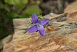 Gentianopsis barbata. Цветок. Республика Алтай, Ябоганский перевал, небольшой луг. 27.07.2020.