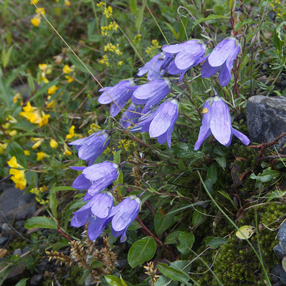 Image of Campanula saxifraga specimen.