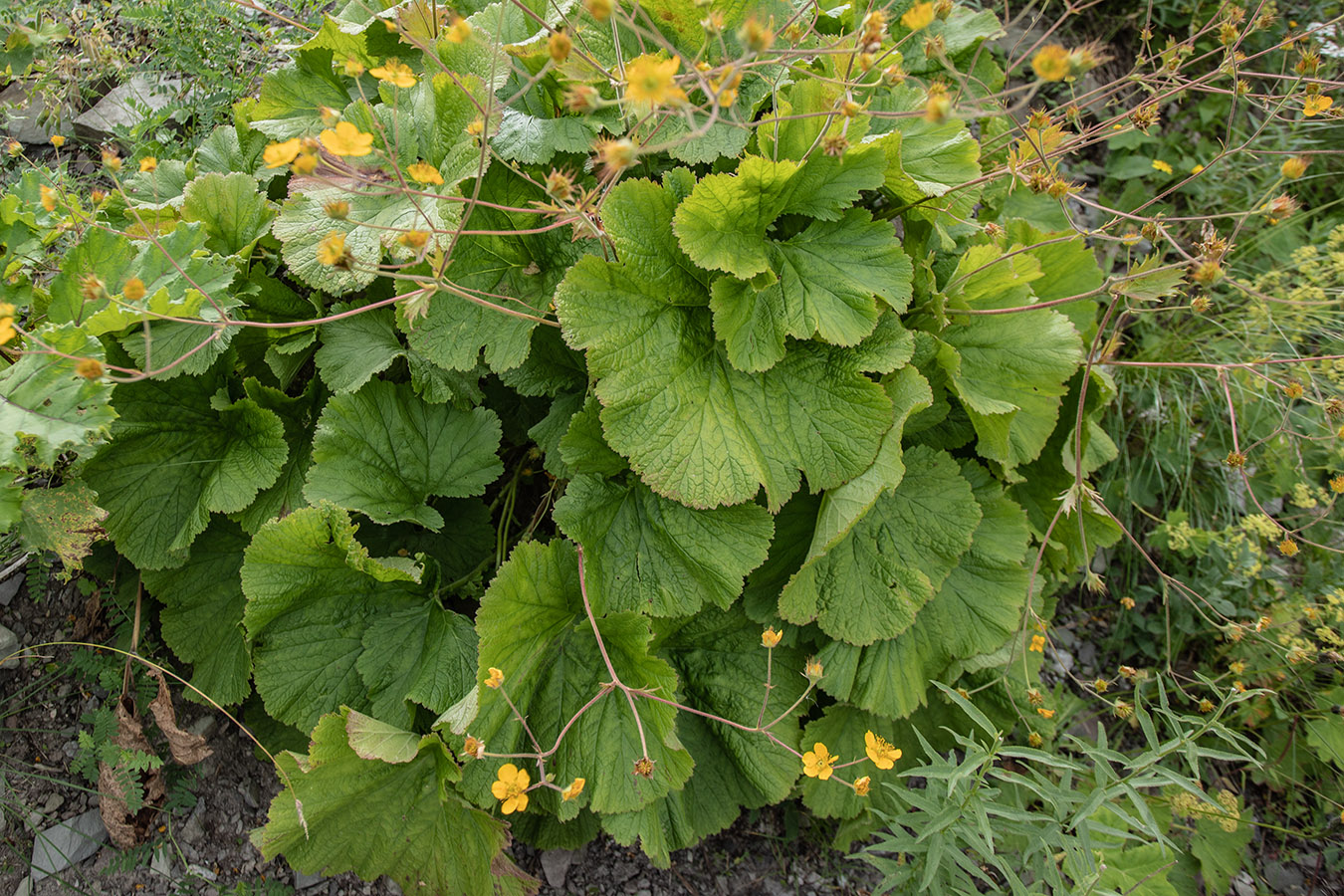 Изображение особи Woronowia speciosa.