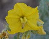 Solanum cornutum