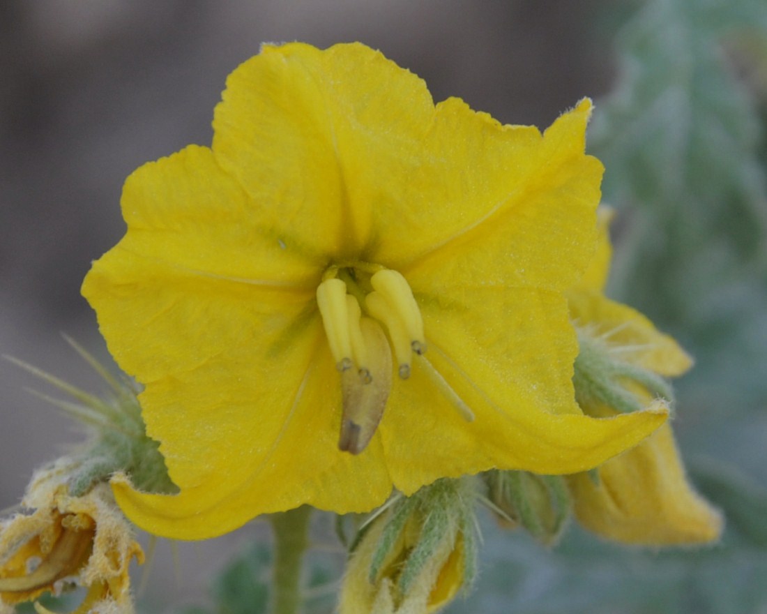 Изображение особи Solanum cornutum.