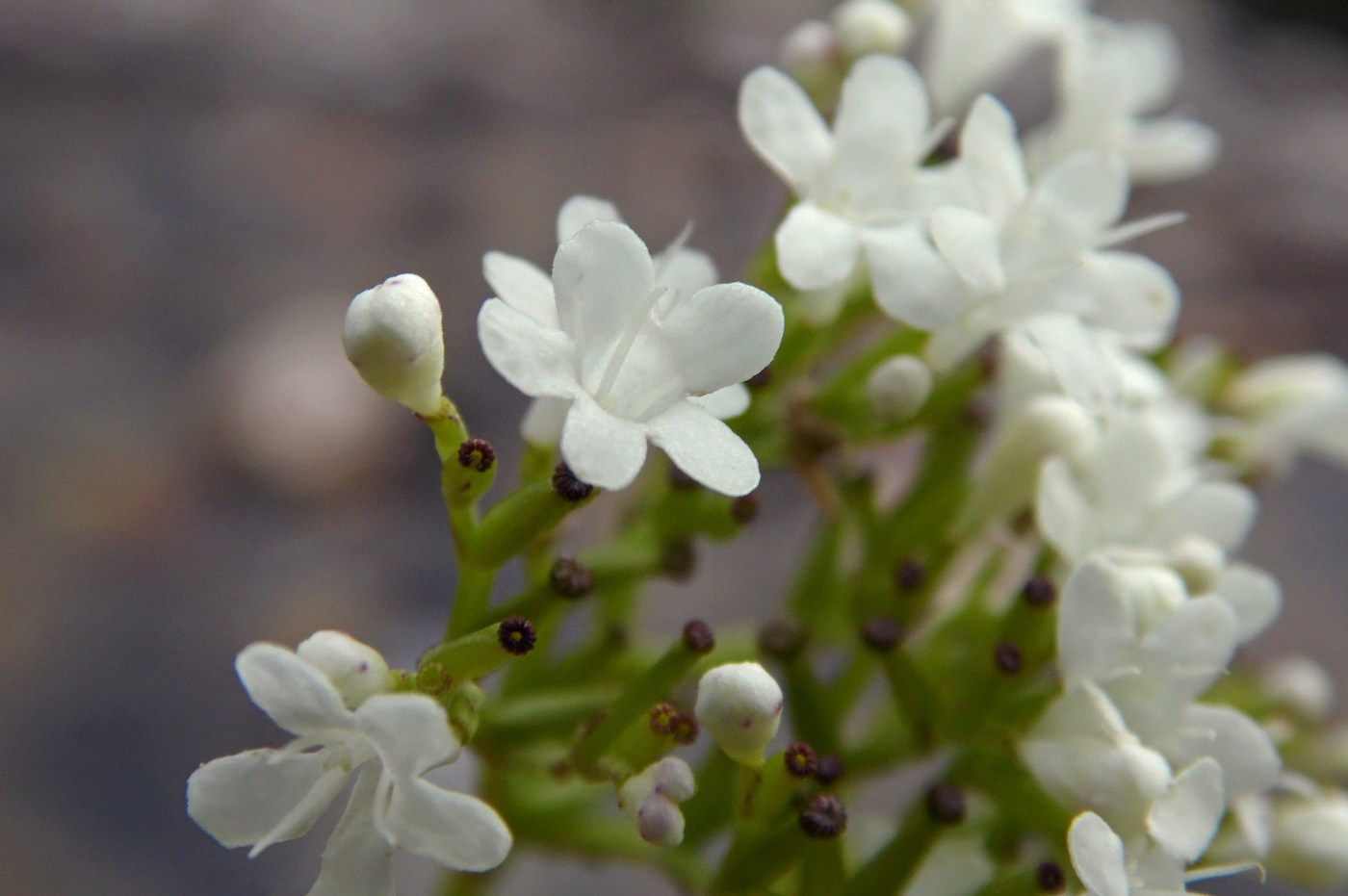 Изображение особи Valeriana alliariifolia.