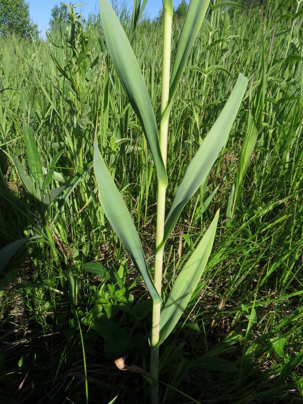 Image of Allium obliquum specimen.