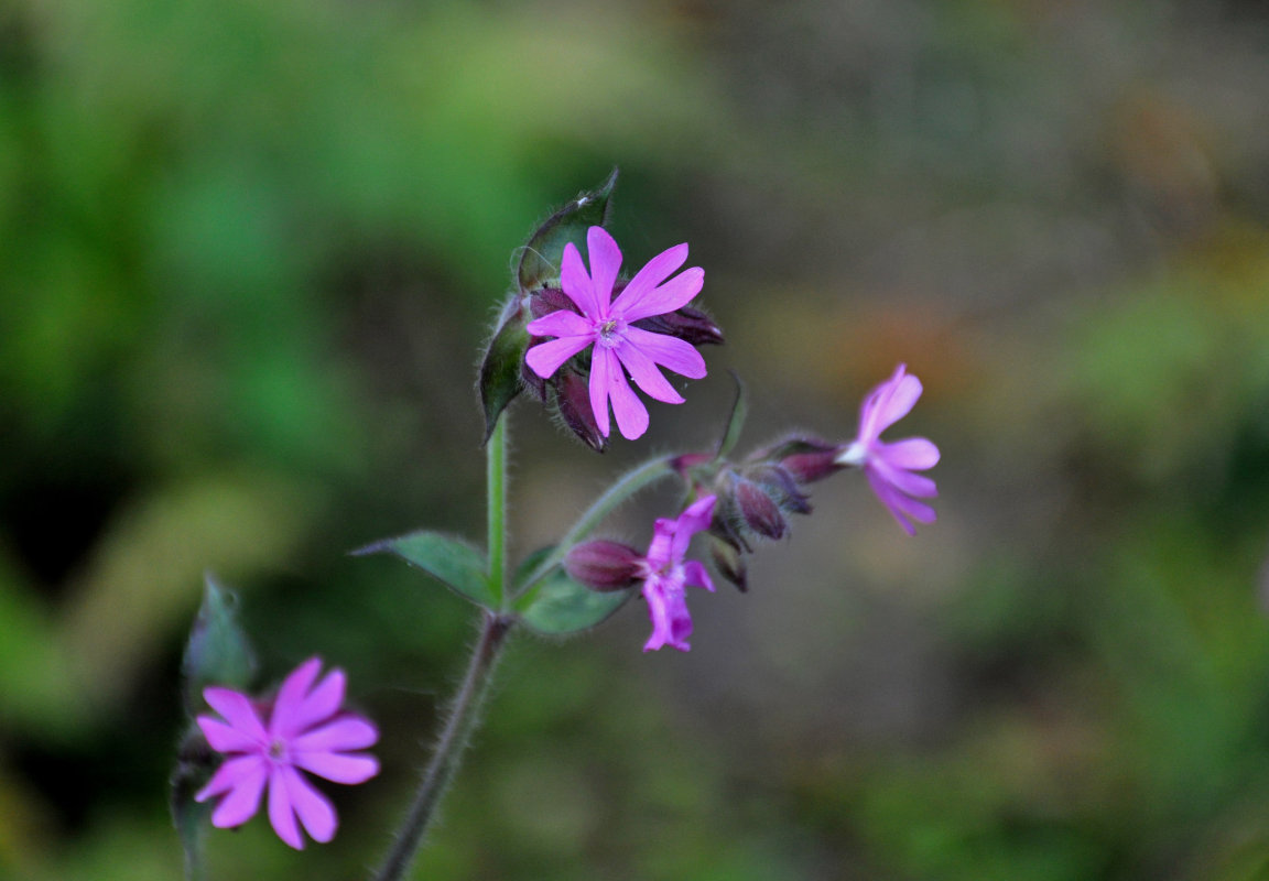 Image of Melandrium dioicum specimen.