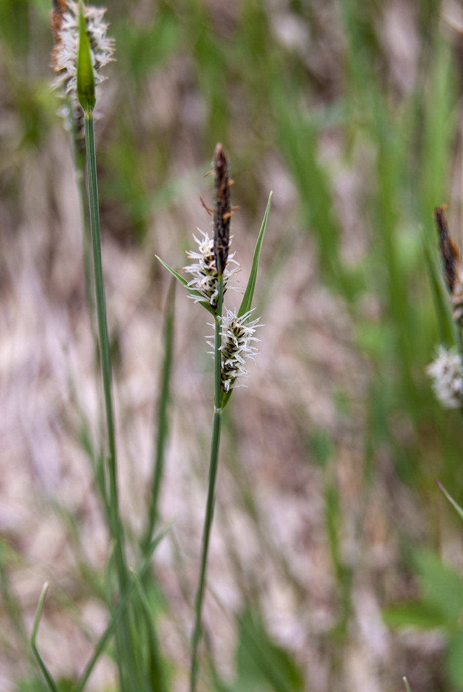 Изображение особи род Carex.