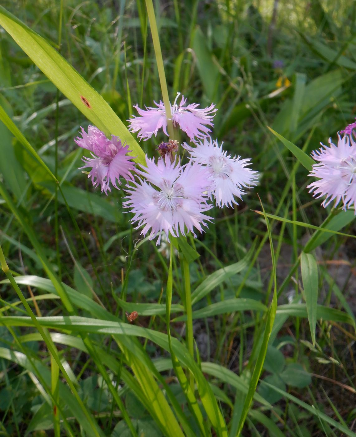 Изображение особи Dianthus &times; courtoisii.