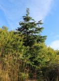 Abies nordmanniana