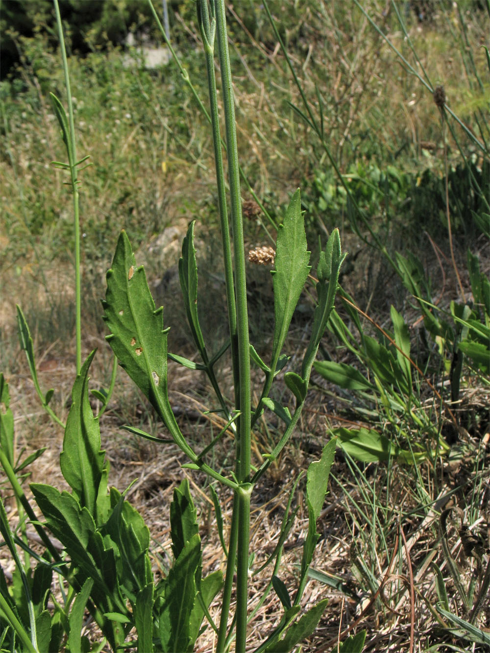 Image of Cephalaria leucantha specimen.