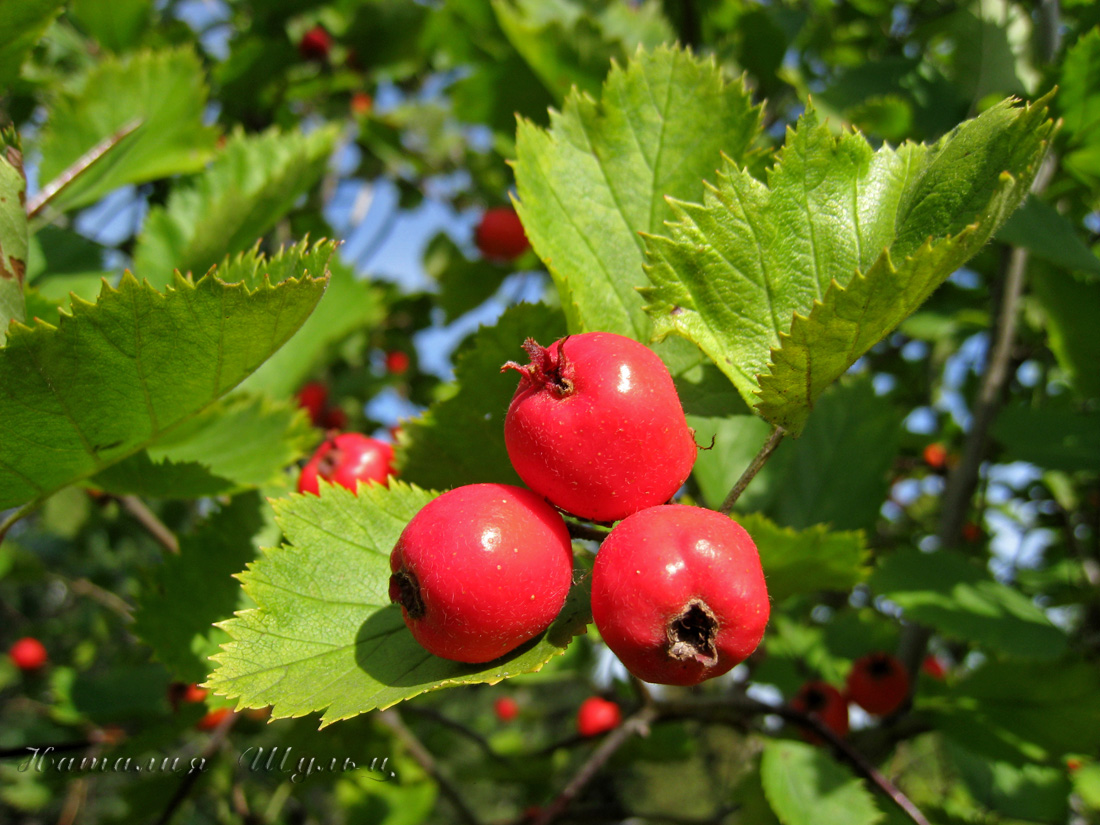 Изображение особи Crataegus submollis.