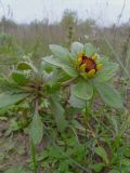 Gaillardia aristata