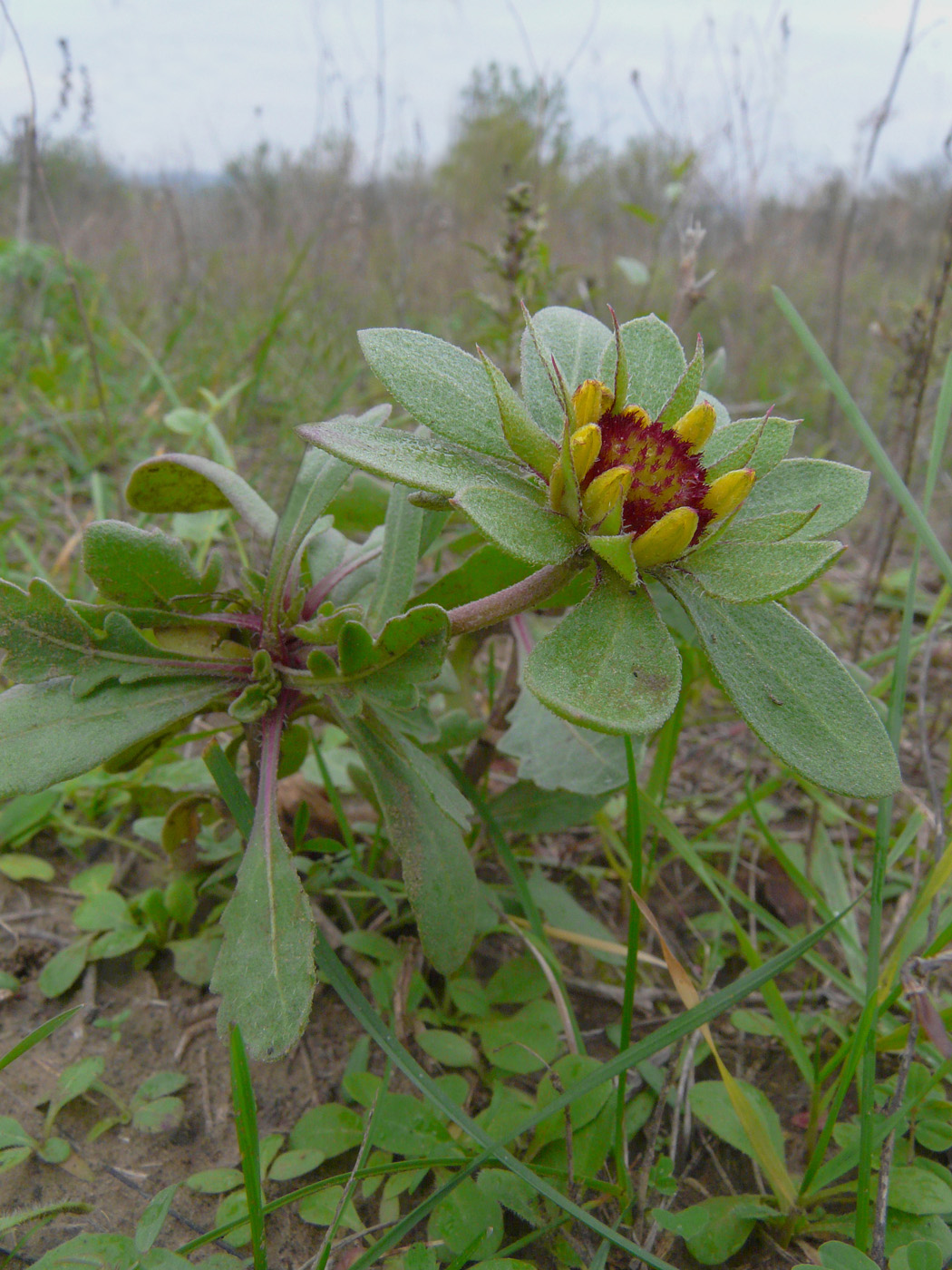 Image of Gaillardia aristata specimen.