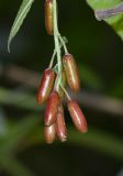 Fuchsia boliviana