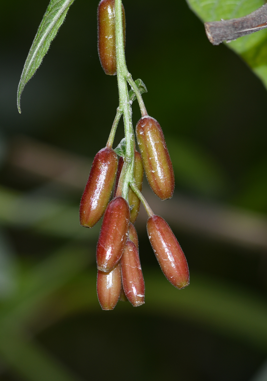 Image of Fuchsia boliviana specimen.