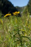 Inula salicina. Верхушка цветущего растения. Башкортостан, Гафурийский р-н, Имендяшевский сельсовет, окр. дер. Таш-Асты, долина р. Зилим в окр. Киндерлинской пещеры, зарастающий луговой растительностью галечник. 5 сентября 2020 г.