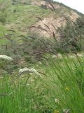 Hordeum violaceum. Побеги с колосками. Кабардино-Балкария, Эльбрусский р-н, окр. с. Нейтрино, ок. 1800 м н.у.м., берег р. Кубасантысу. 09.07.2020.