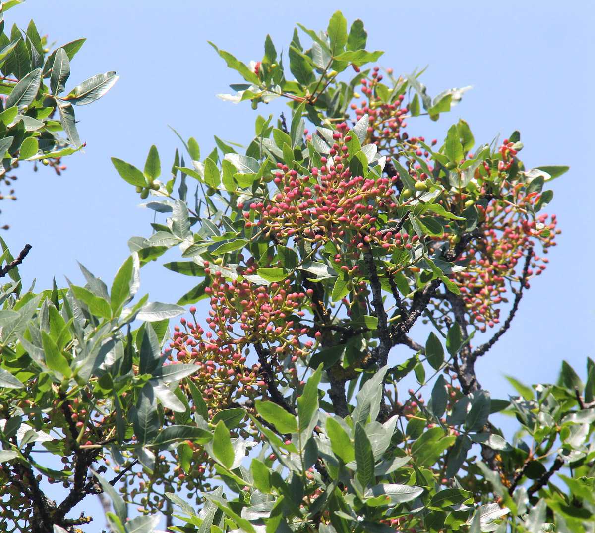 Image of Pistacia mutica specimen.