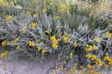 Tanacetum millefolium