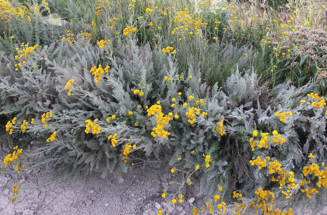 Image of Tanacetum millefolium specimen.