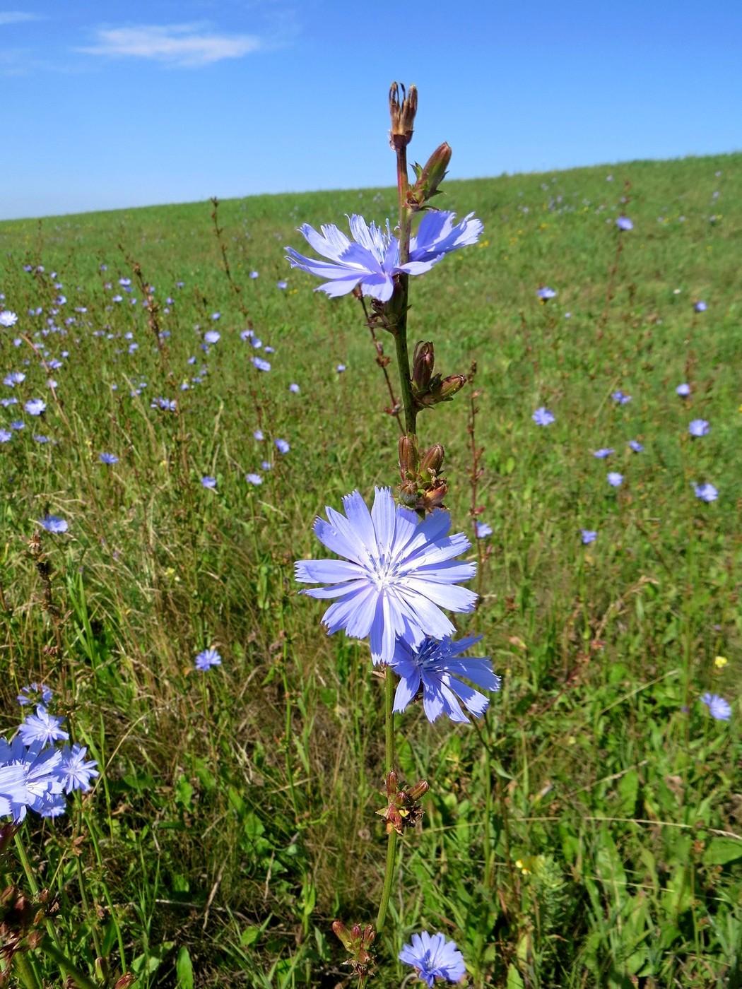 Image of Cichorium intybus specimen.