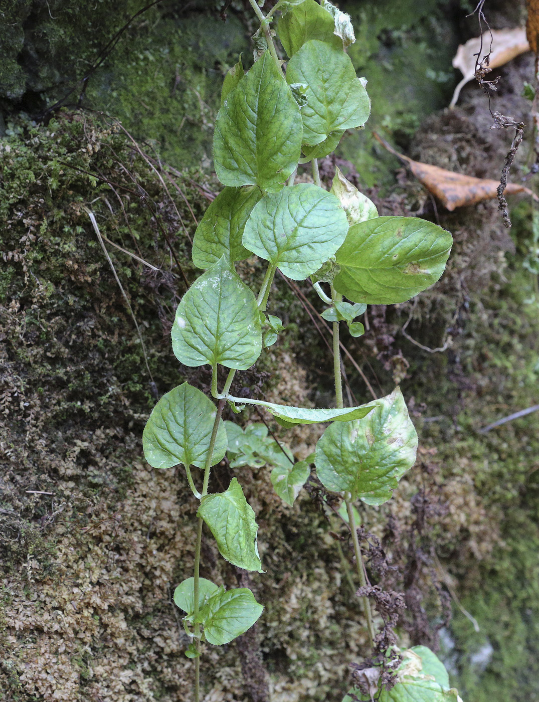 Image of Stellaria nemorum specimen.